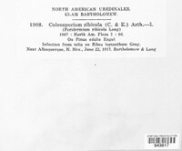 Coleosporium ribicola image
